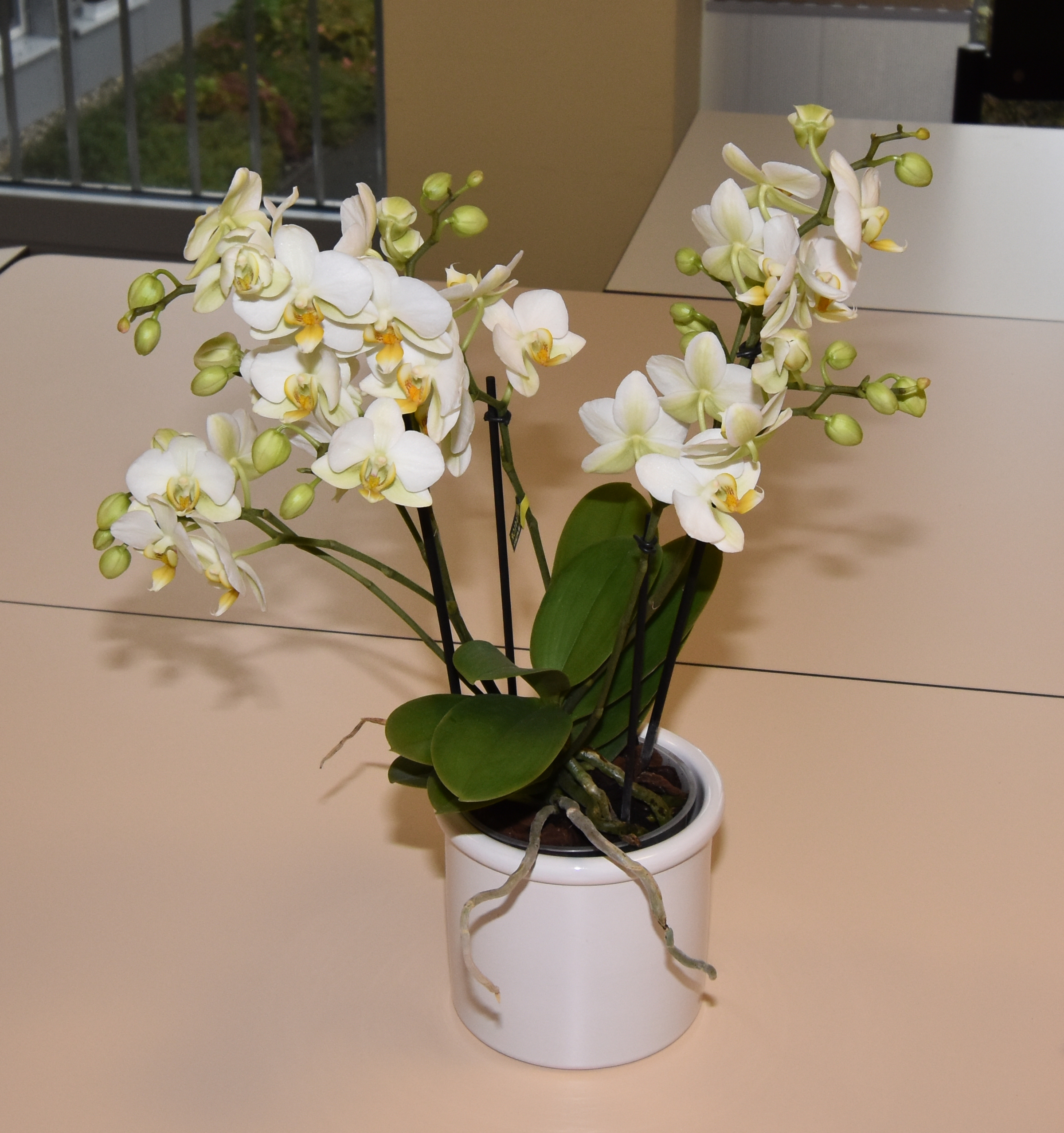 2024 10 29 SeNeCa Band 100 Jahre Thiatilde Foelling 0002 web